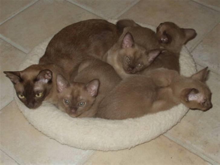 Burmeser Momi's Benedicte - Dicte med sine fire killinger billede 10