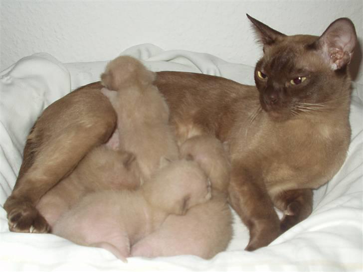 Burmeser Momi's Benedicte - Nybagt mor med de yndige killinger billede 11