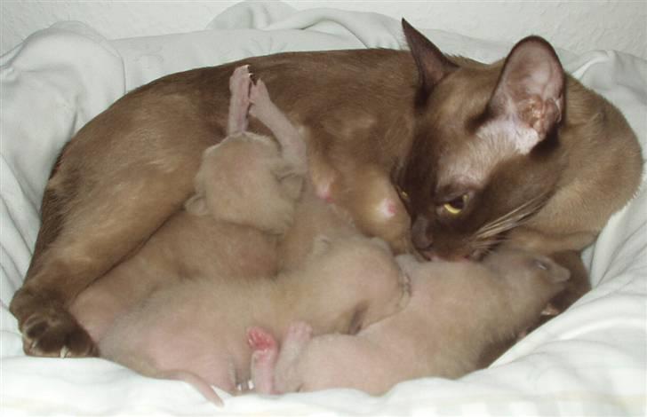 Burmeser Momi's Benedicte - Dicte vasker sine killinger billede 12