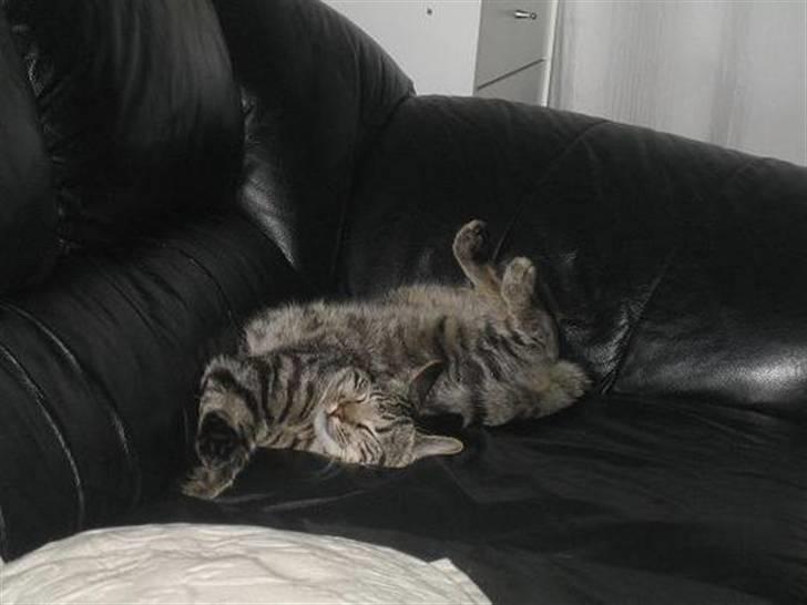 Blanding af racer Basse - Zzzzzz, her ligger jeg godt! billede 1