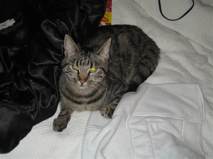 Blanding af racer Basse billede 2