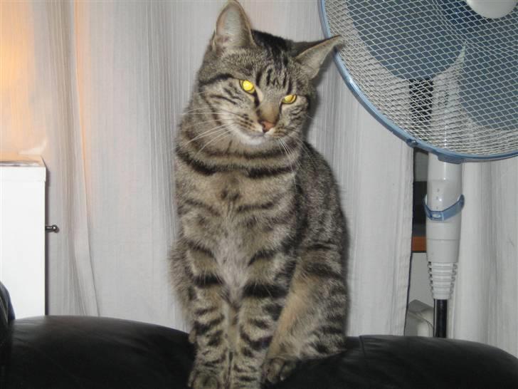 Blanding af racer Basse billede 3