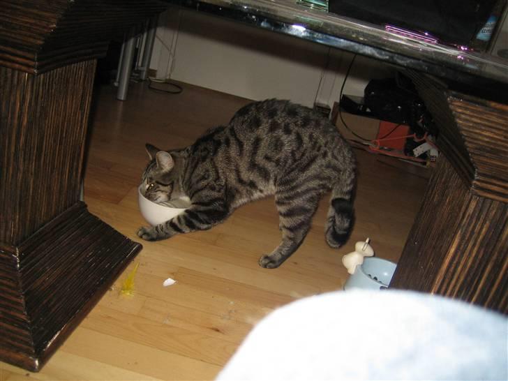 Blanding af racer Basse - Ja, han har en mærkelig måde at drikke vand på :) Skålen skal også lige køre over gulvet et par gange, før han stiller sig foran vandet og drikker. billede 4