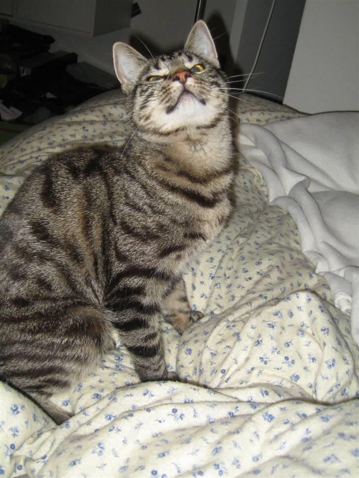 Blanding af racer Basse billede 5