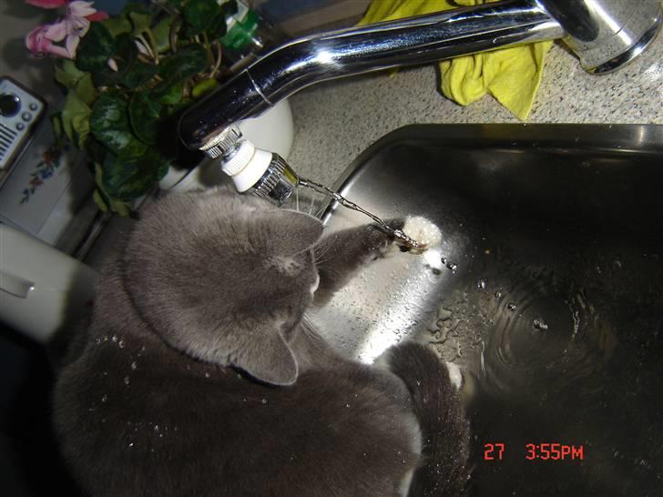 Blanding af racer Mulle RIP 31 Okt - Mulle elsker vand ! :D billede 12