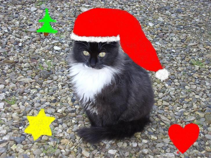 Blanding af racer Børge † død † :'( - et lille julebilled, en af mine kusiner har lavet billede 10