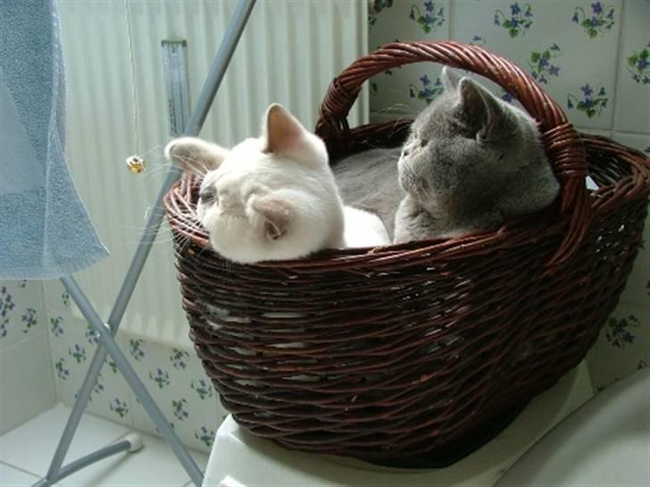 British Shorthair Beachhills Ludwig (Egon) - Ludwig startede med at sidde der, så kom Sylvester op. billede 3