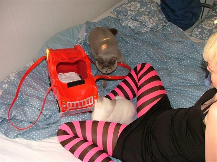 British Shorthair Beachhills Ludwig (Egon) - Ludwig møder Sylvester billede 5