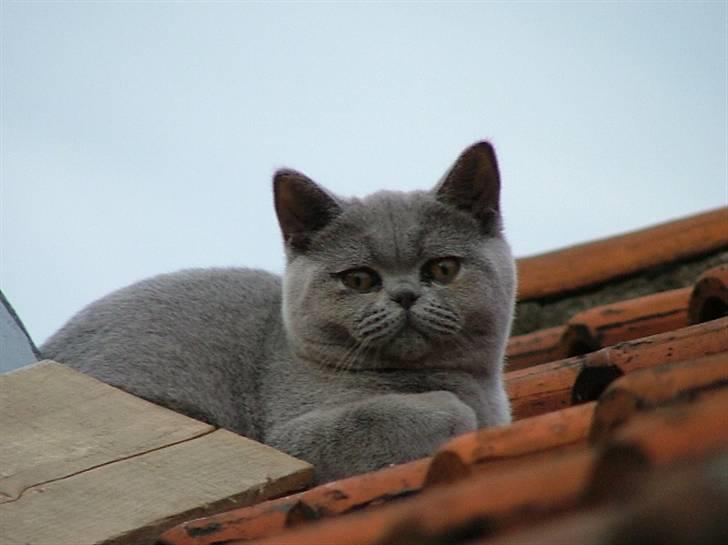 British Shorthair Beachhills Ludwig (Egon) - Inden vi flyttede sammen passede min kæreste Ludwig da jeg var på arbejde i Frankrig. Ludwig løb ud på taget og min kæreste igangsatte en storstilet redningsaktion der indebar aftagning af flere vinduer, finurlige planke-konstruktioner og Falck. billede 6