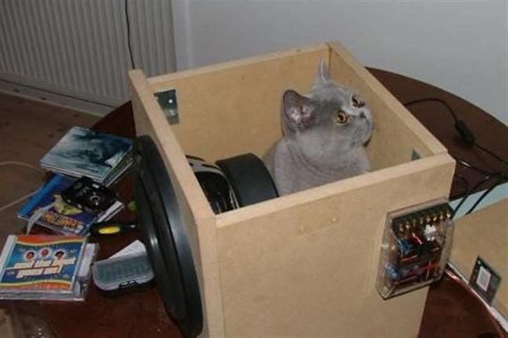 British Shorthair Beachhills Ludwig (Egon) - "Næææh, ny kattekasse! Til mig!" Ludwig i min kærestes baskasse til bilen. billede 8