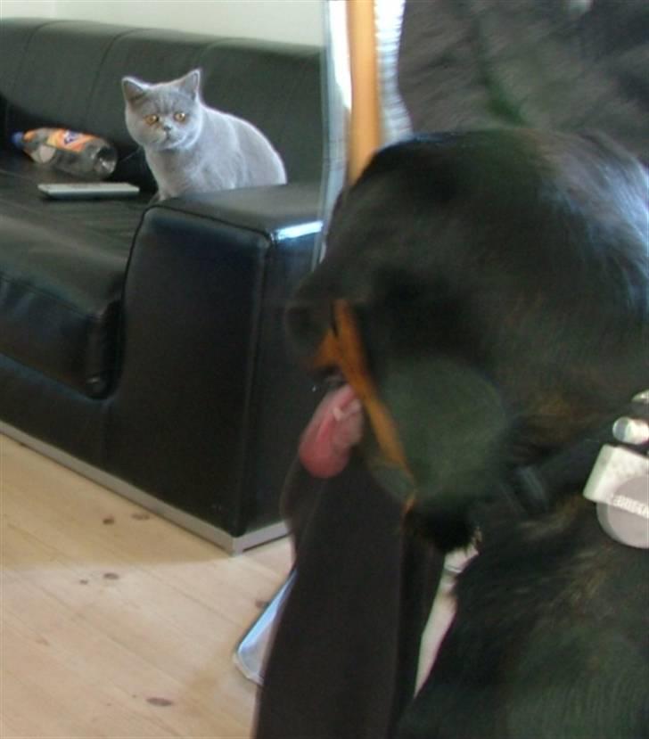 British Shorthair Beachhills Ludwig (Egon) - Ludwig møder min vens rottweiler Tyson. Det tog han i stiv arm. billede 9