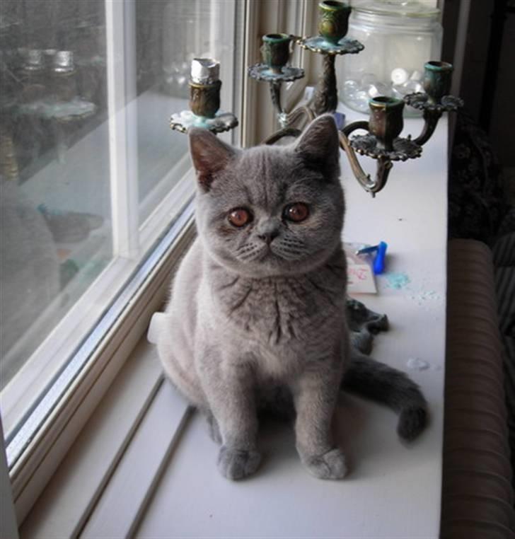 British Shorthair Beachhills Ludwig (Egon) - Lille-bitte Ludwig billede 11