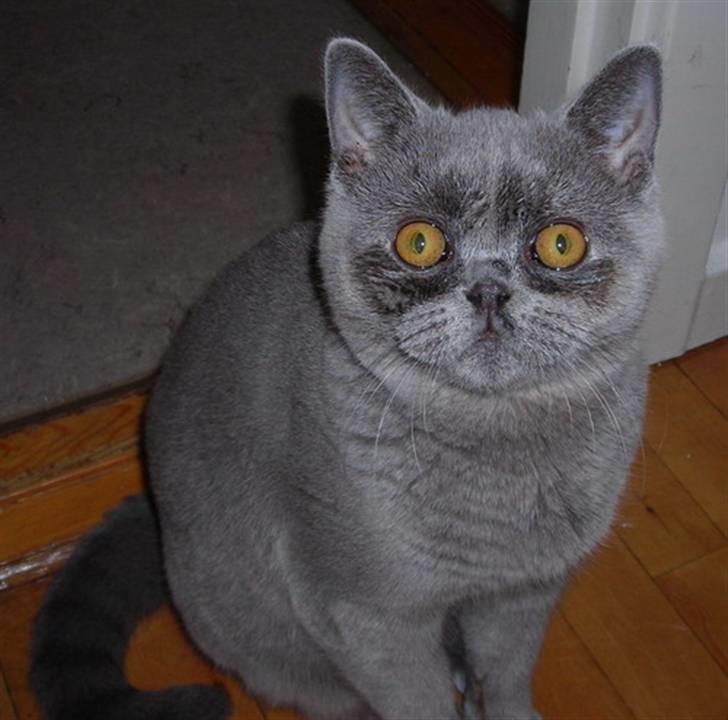 British Shorthair Beachhills Ludwig (Egon) - Ludwig har pressede tårekanaler så hans øjne væsker. Her fik jeg vist vasket dem med lidt rigeligt øjenrens. billede 12