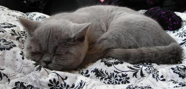 British Shorthair Beachhills Ludwig (Egon) - Snoooork! billede 13