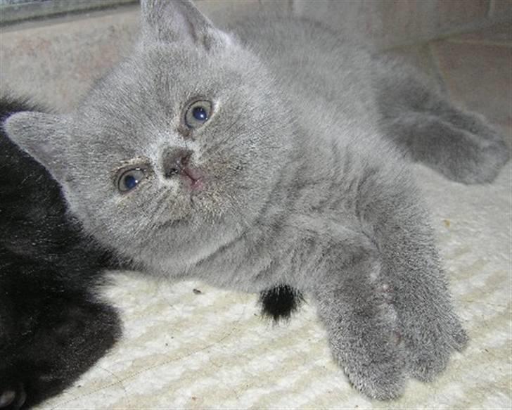 British Shorthair Beachhills Ludwig (Egon) - Ludwig inden han flyttede ind hos mig. billede 14