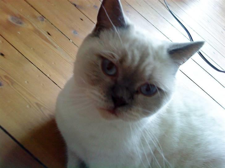 British Shorthair Adonis(Sylvester) Paludan - Sylvester med de smukke blå øjne billede 1