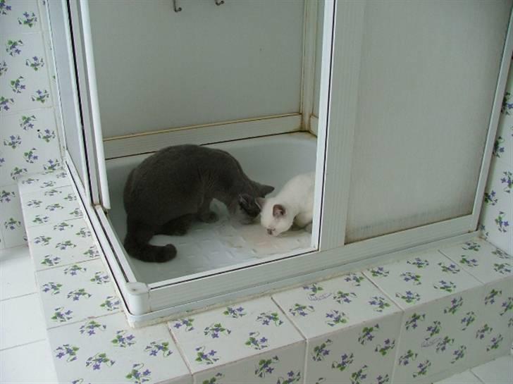 British Shorthair Adonis(Sylvester) Paludan - Vand fra brusekabinen er bare bedre end alt andet vand! Især det i skålen... billede 3