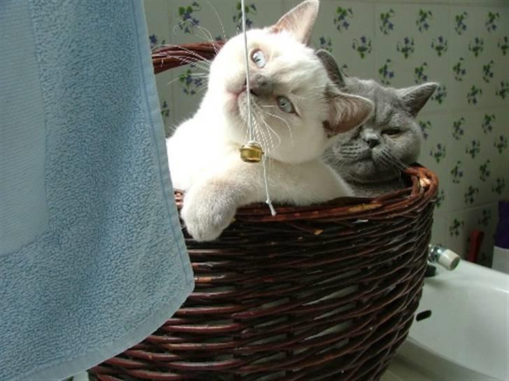 British Shorthair Adonis(Sylvester) Paludan - Ih hvor vi tramper, sagde musen til elefanten. billede 5