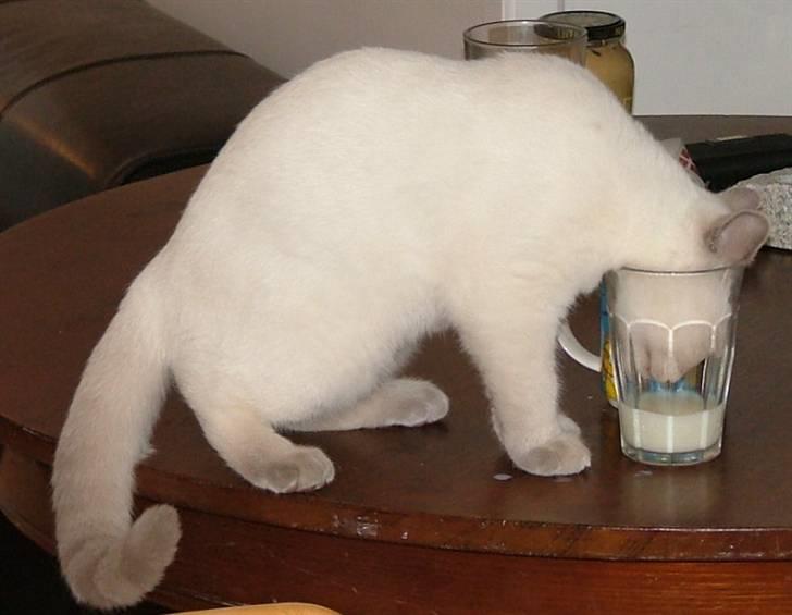 British Shorthair Adonis(Sylvester) Paludan - !Kan liiiige nå!" Sylvester stikker snuden i alle de glas han kan komme til.  billede 7