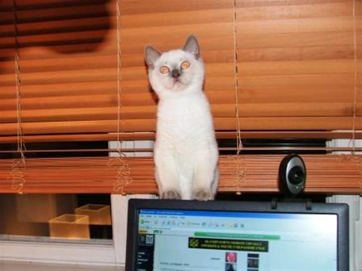 British Shorthair Adonis(Sylvester) Paludan - "Hvad sker der her?!" billede 8