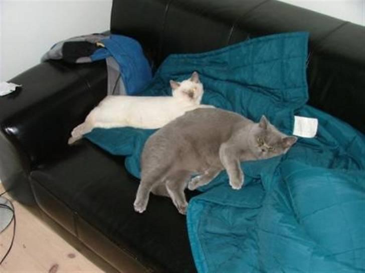 British Shorthair Adonis(Sylvester) Paludan - Hygge i sofaen billede 9