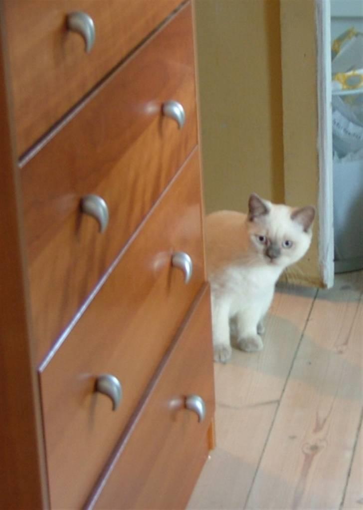 British Shorthair Adonis(Sylvester) Paludan - Vi havde en rottweiler på besøg, den var lille Sylvester lidt bange for. billede 10