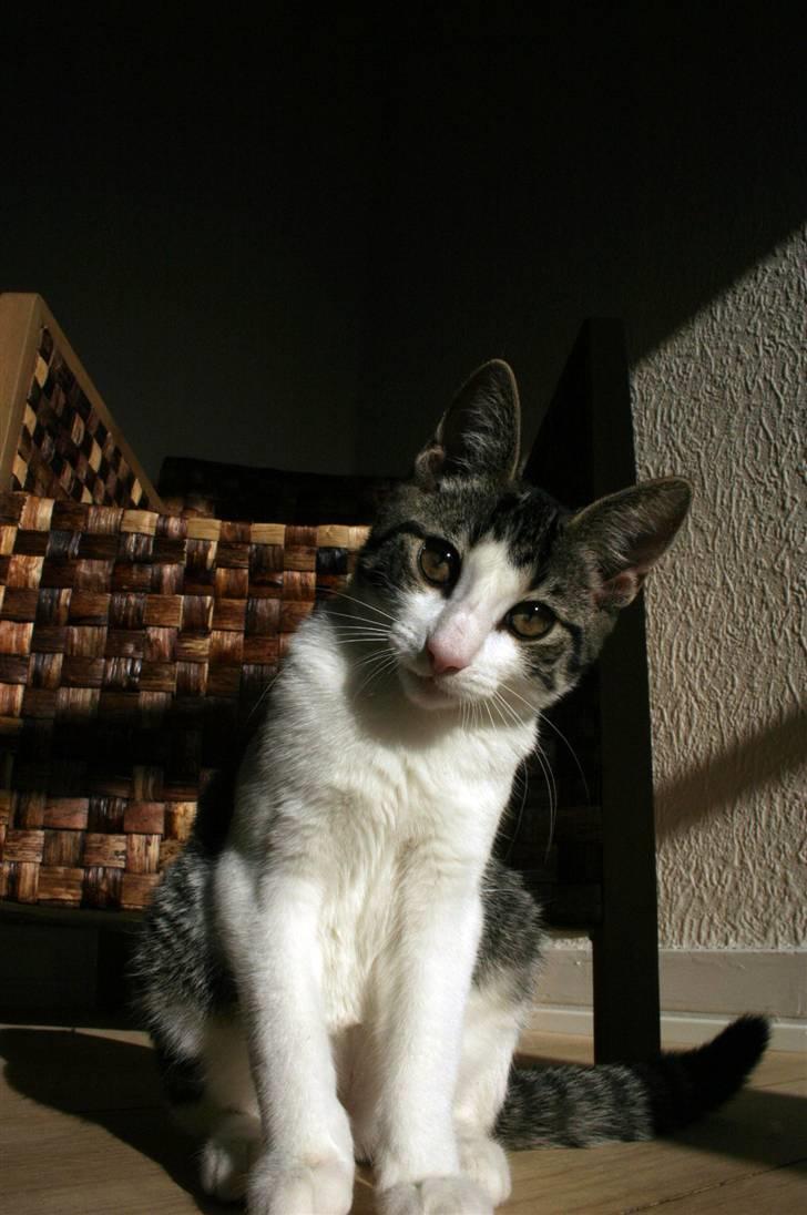 Blanding af racer Daisy billede 4