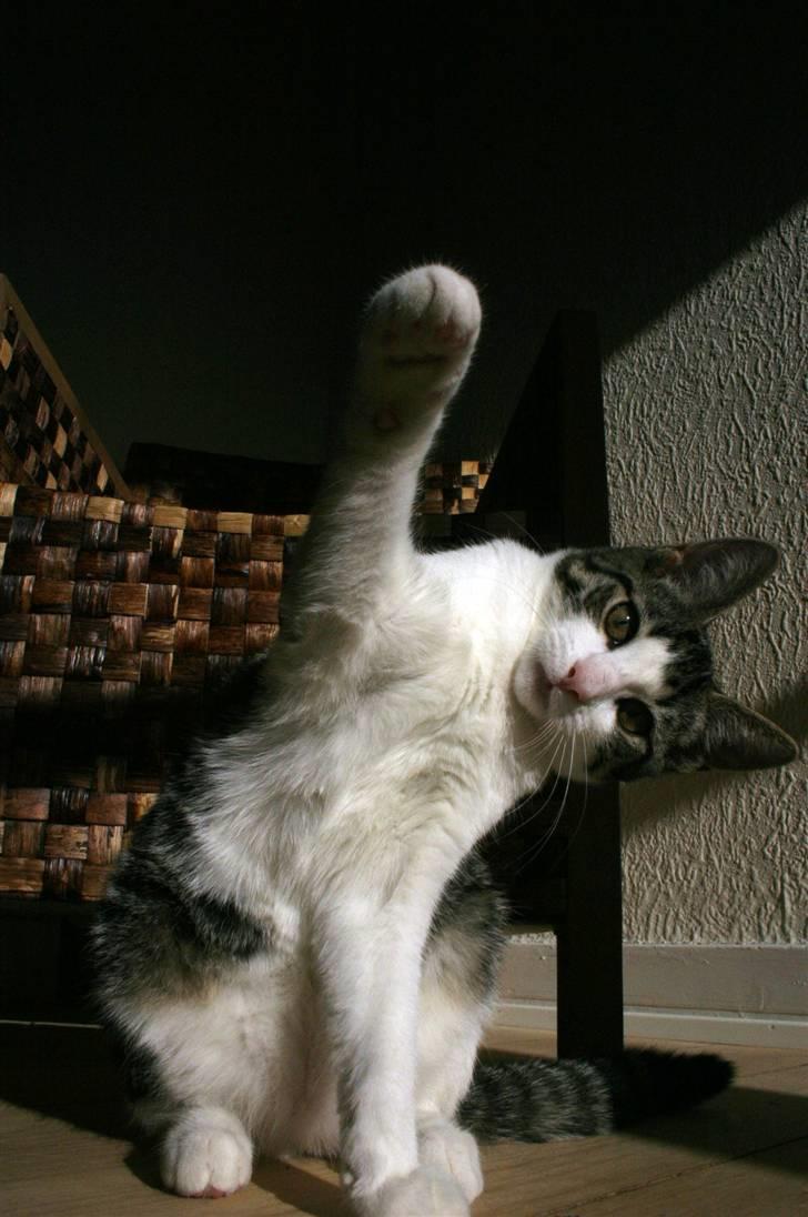 Blanding af racer Daisy billede 5