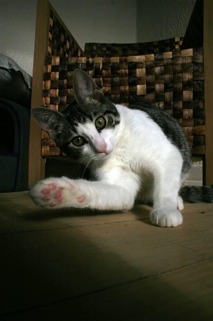 Blanding af racer Daisy billede 6