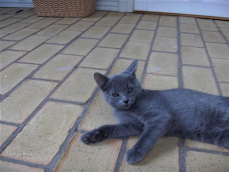 Huskat anton  - skal lige slappe lidt af ;D billede 9