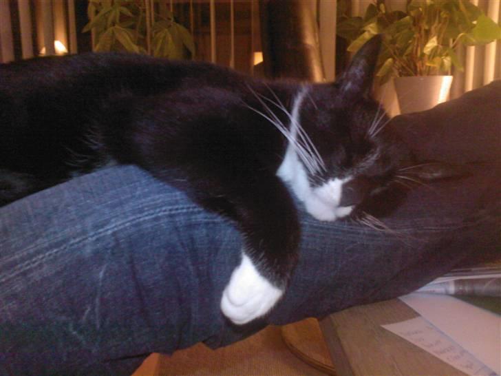 Huskat Bertil - Nyder at ligge på min far :-) billede 1