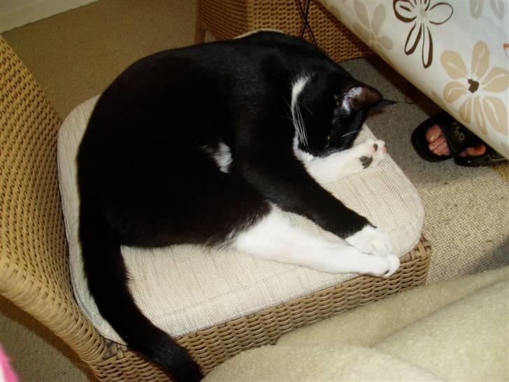 Huskat Bertil - Øj jeg er træt billede 2