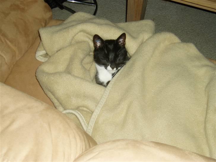 Huskat Bertil - Uhhhm dejligt at putte billede 3