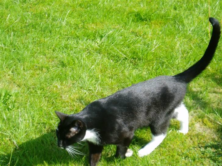 Huskat Bertil - Ahh at være ude på det grønne græs i solskin billede 4