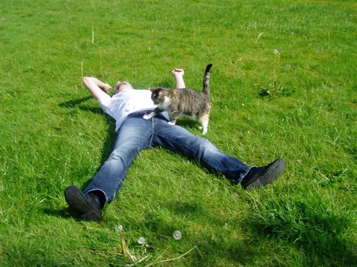 Huskat Trille billede 3