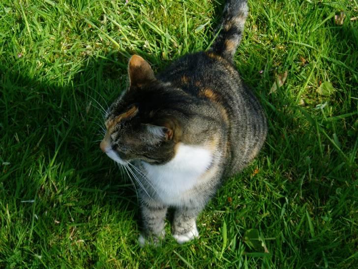 Huskat Trille - Dejligt græs billede 4