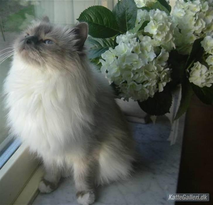 Hellig Birma Dk Odgaards sweet bianna  billede 6