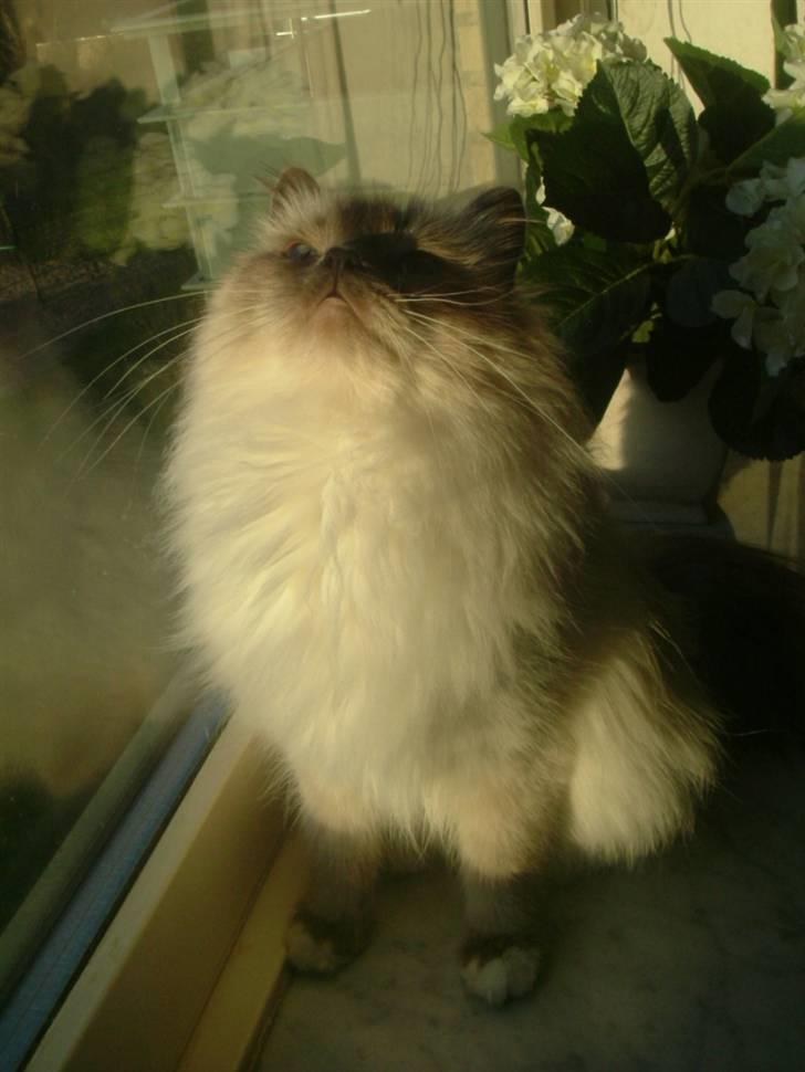 Hellig Birma Dk Odgaards sweet bianna  billede 7