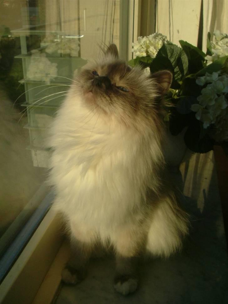 Hellig Birma Dk Odgaards sweet bianna  billede 8