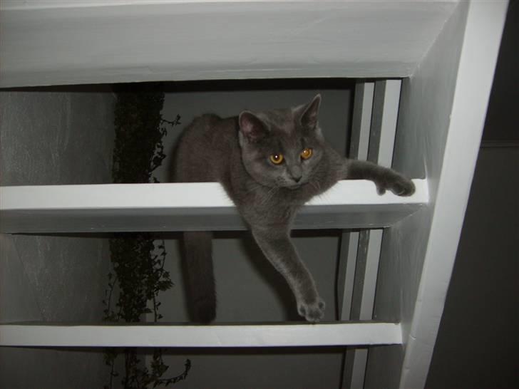 Huskat Blåsom - Blåsom ser til fra trappen imens der støvsuges - på sikker afstand :) billede 1