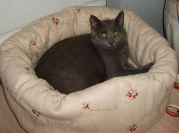 Huskat Blåsom - Blåsom i sin fine seng. billede 2