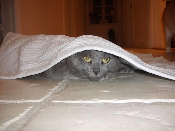 Huskat Blåsom - Blåsom leger under tæppet. billede 3