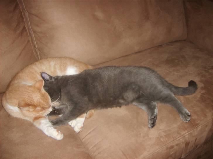 Huskat Blåsom - Det er dejligt at ligge i arm. billede 4