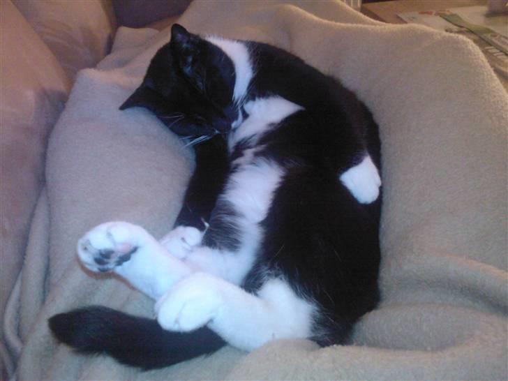 Huskat Bertil - Flader ud på mor.. billede 5