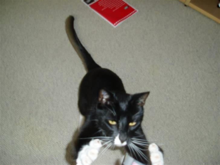 Huskat Bertil - Heh jeg kan da bare godt fange kameraet! billede 6