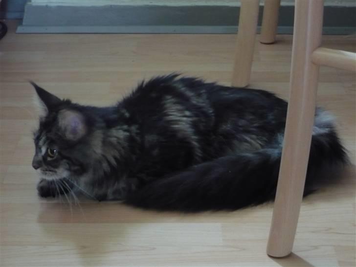 Maine Coon Sahara - der ligger noget spændende derhenne... billede 2