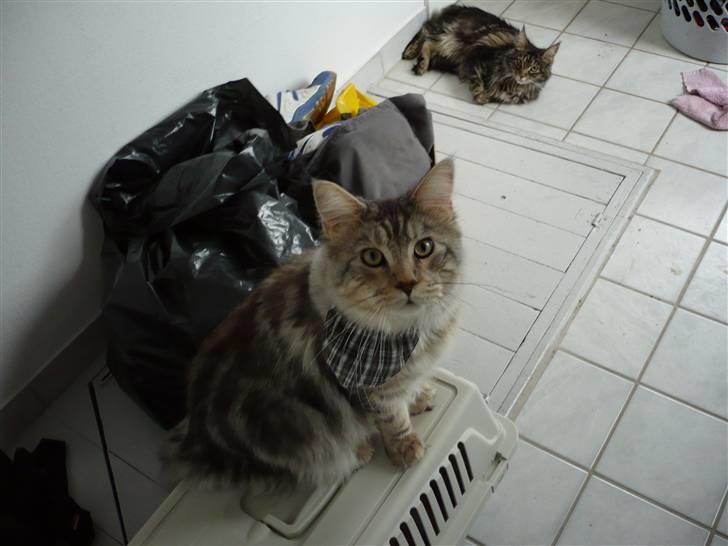 Maine Coon Sahara - Simba er nysgerrig hvem er mon den søde mis...? billede 5