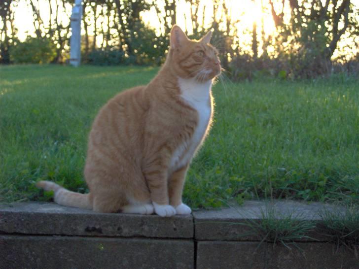 Blanding af racer Mikkel - Jeg har lige set en fugl i tagrenden. mmm... billede 1