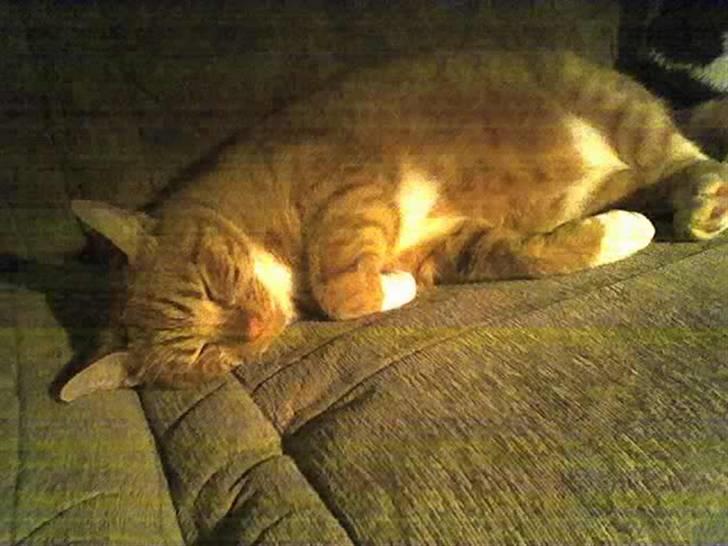 Blanding af racer Mikkel - Trænger lige til en lille lur. zzz... billede 2