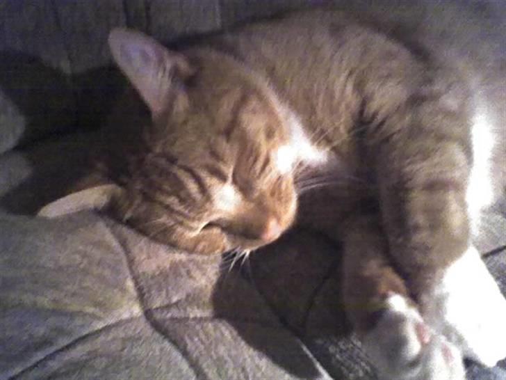 Blanding af racer Mikkel billede 3